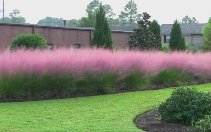  Pink Muhly Grass (Cotton Candy Grass) - 2.5 Quart
