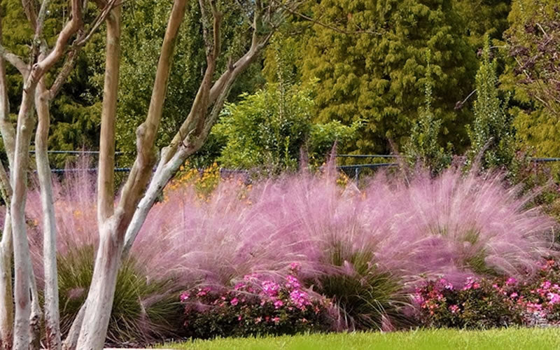  Pink Muhly Grass (Cotton Candy Grass) - 2.5 Quart