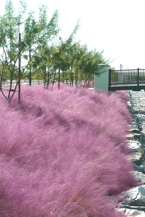  Pink Muhly Grass (Cotton Candy Grass) - 16 Pack Of 1 Gallon Pots