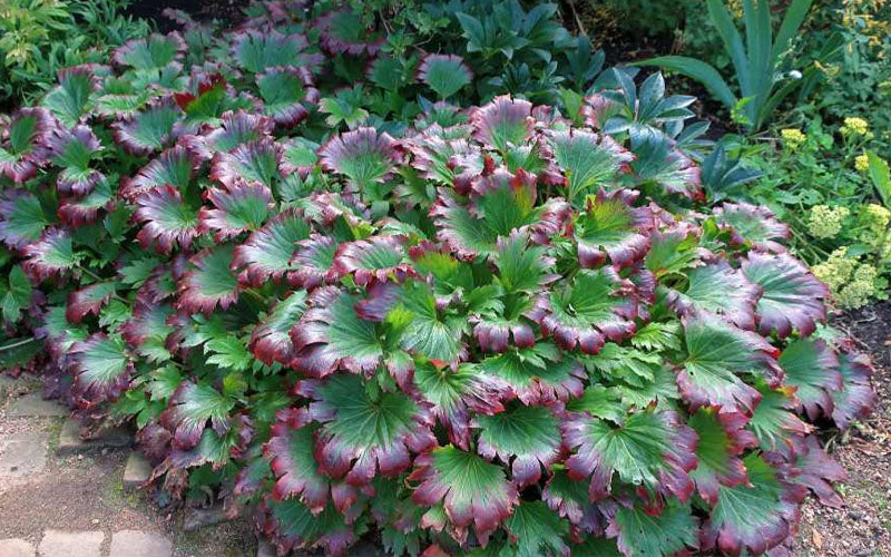  Crimson Fans Mukdenia 'Karasuba' - 1 Gallon Pot