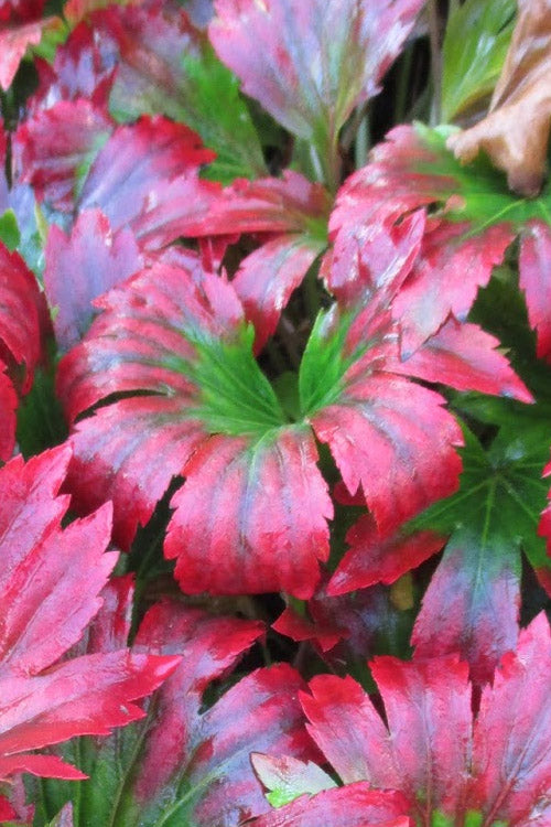  Crimson Fans Mukdenia 'Karasuba' - 1 Gallon Pot