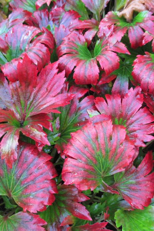  Crimson Fans Mukdenia 'Karasuba' - 1 Gallon Pot