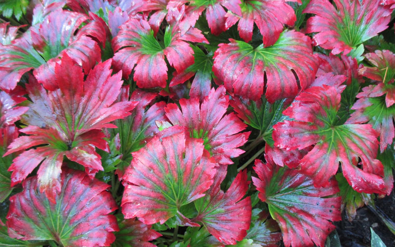  Crimson Fans Mukdenia 'Karasuba' - 1 Gallon Pot