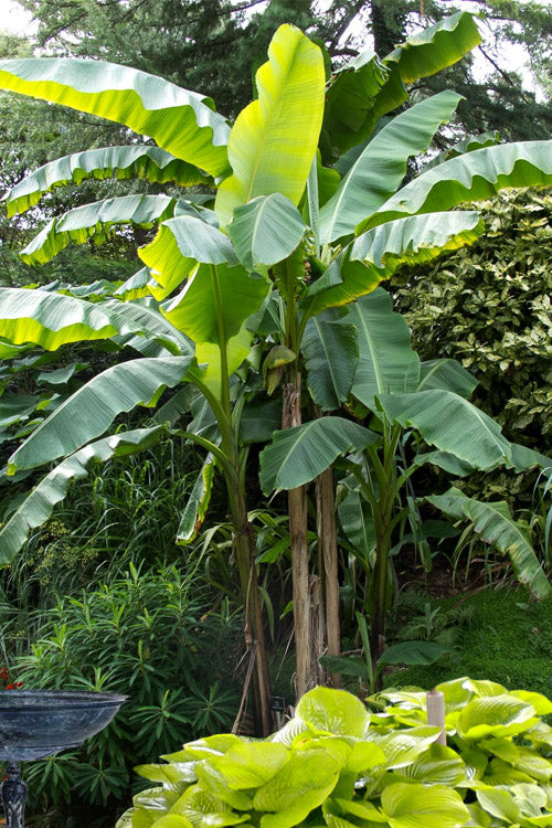  Japanese Hardy Banana Tree (Musa Basjoo) - 2 Gallon Pot