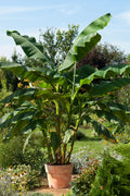  Japanese Hardy Banana Tree (Musa Basjoo) - 2 Gallon Pot