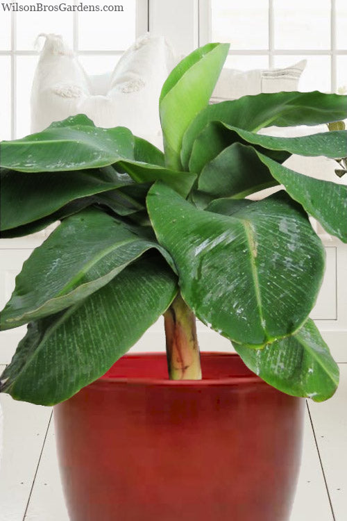  Little Prince Banana Plant - 1 Gallon Pot
