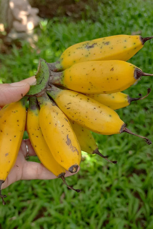  Truly Tiny Banana Tree (Musa) - 2 Gallon Pot