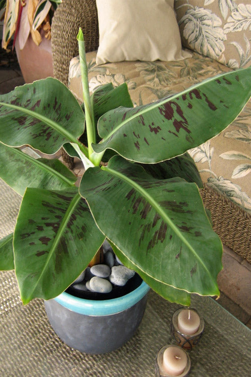  Truly Tiny Banana Tree (Musa) - 2 Gallon Pot