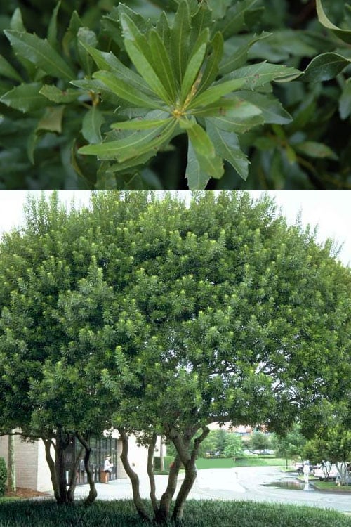  Southern Wax Myrtle - 3 Gallon Pot