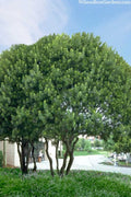  Southern Wax Myrtle - 3 Gallon Pot