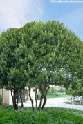  Southern Wax Myrtle - 5 Gallon Pot