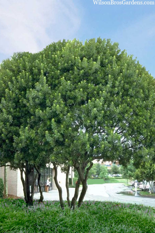  Southern Wax Myrtle - 5 Gallon Pot