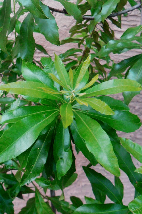  Southern Wax Myrtle - 5 Gallon Pot