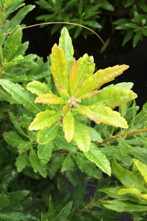  Dwarf Wax Myrtle (Myrica Pusilla) - 3 Gallon Pot