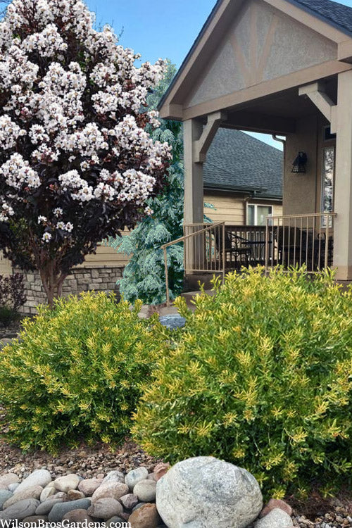  Dwarf Wax Myrtle (Myrica Pusilla) - 2 Gallon Pot