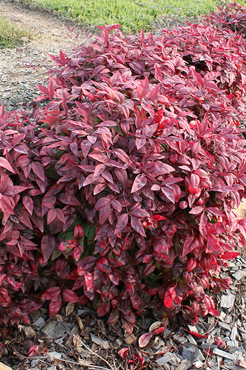  Blush Pink Nandina - 3 Gallon Pot