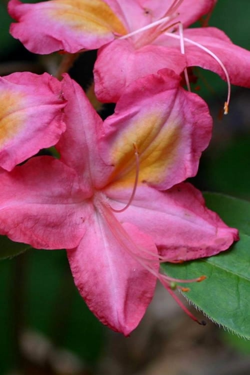  Country Cousin Pink Aromi Azalea (Rhododendron Hybrid) - 1 Gallon Pot