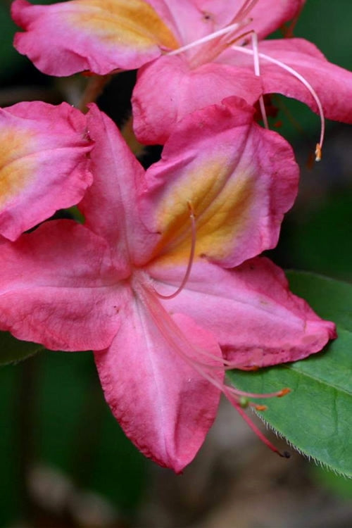  Country Cousin Pink Aromi Azalea (Rhododendron Hybrid) - 3 Gallon Pot