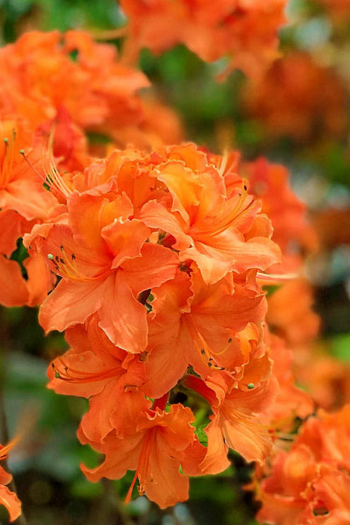  Mandarin Lights Cold Hardy Azalea (Rhododendron) - 2 Gallon Pot