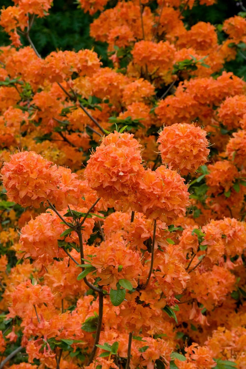  Mandarin Lights Cold Hardy Azalea (Rhododendron) - 1 Gallon Pot