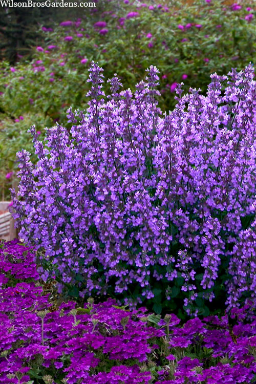  Cats Pajamas Catmint - 1 Gallon Pot