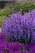  Cats Pajamas Catmint - 1 Gallon Pot