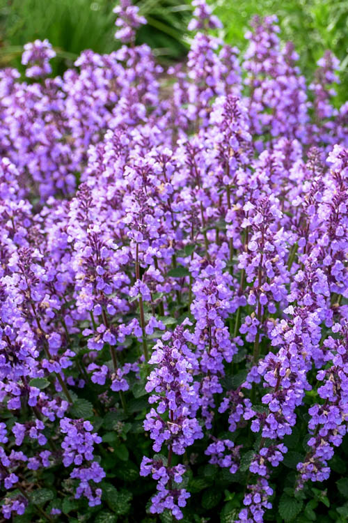  Cats Pajamas Catmint - 1 Gallon Pot