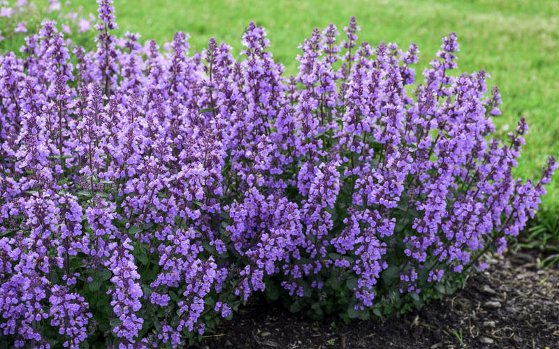  Cats Pajamas Catmint - 1 Gallon Pot