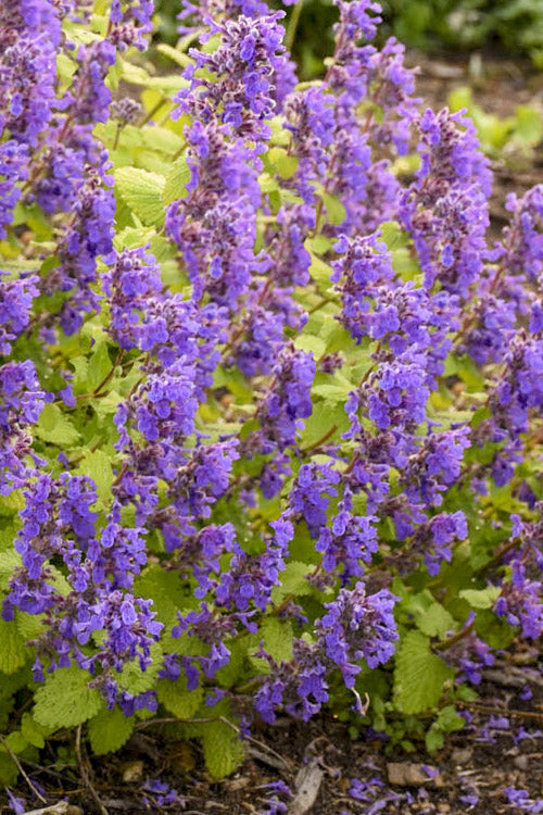 Chartreuse On The Loose Catmint (Nepeta) - 1 Gallon Pot