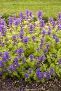  Chartreuse On The Loose Catmint (Nepeta) - 1 Gallon Pot