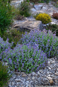  Early Bird Catmint (Nepeta) - 1 Gallon Pot