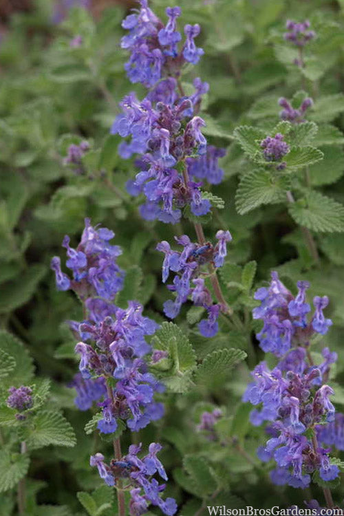  Early Bird Catmint (Nepeta) - 1 Gallon Pot