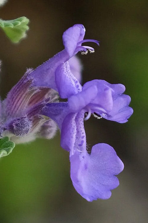 Early Bird Catmint (Nepeta) - 1 Gallon Pot