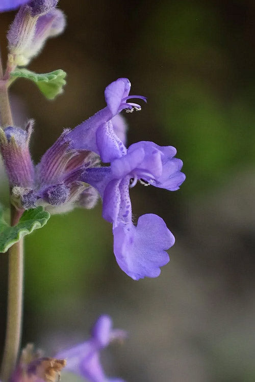  Early Bird Catmint (Nepeta) - 1 Gallon Pot