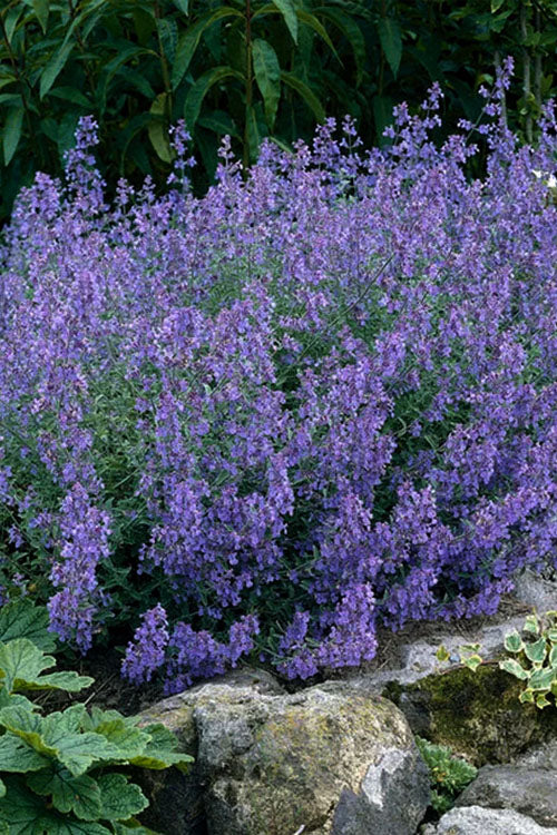  Kit Cat Catmint (Nepeta) - 1 Gallon Pot