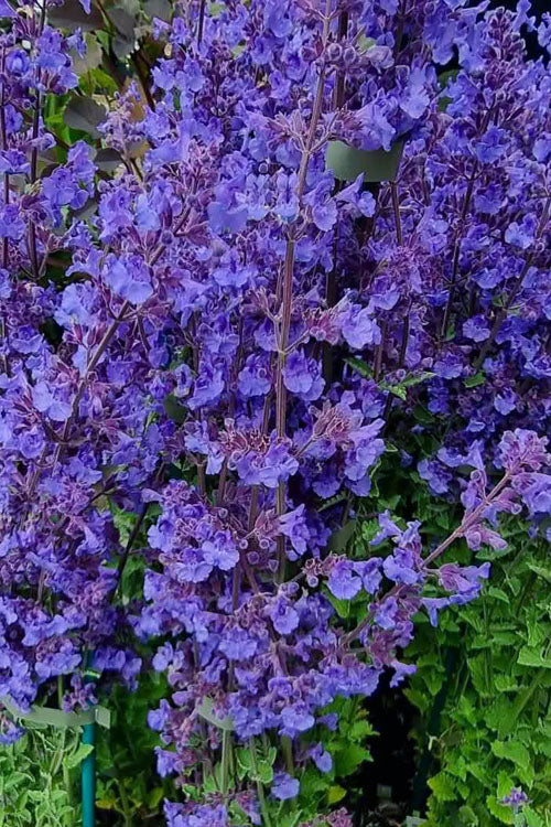  Kit Cat Catmint (Nepeta) - 1 Gallon Pot