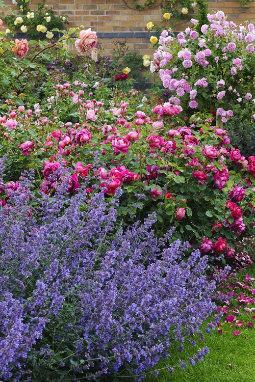  Kit Cat Catmint (Nepeta) - 1 Gallon Pot