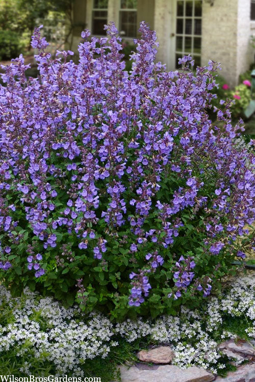  Kitten Around Catmint - 1 Gallon Pot