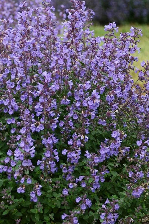  Kitten Around Catmint - 1 Gallon Pot