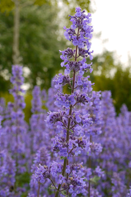  Summer Magic Catmint (Nepeta Grandiflora) - 6 Pack Of 1 Gallon Pots