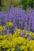  Summer Magic Catmint (Nepeta Grandiflora) - 6 Pack Of 1 Gallon Pots