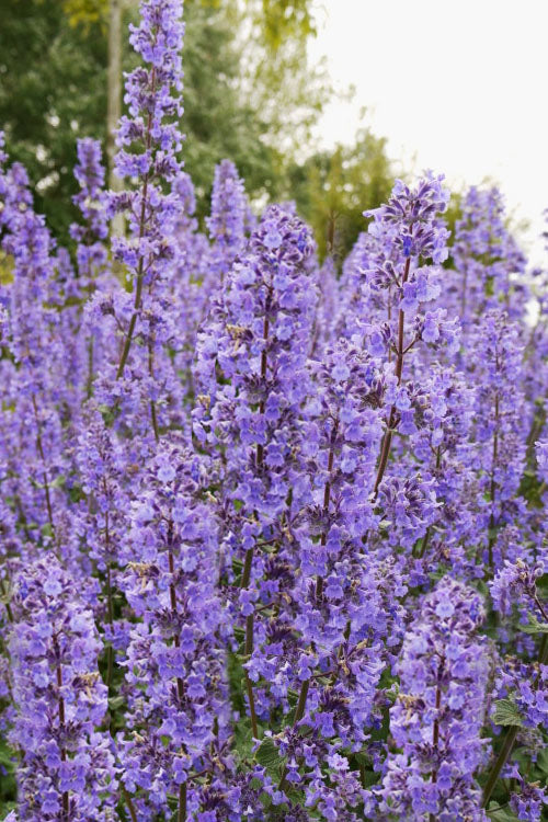  Summer Magic Catmint (Nepeta Grandiflora) - 6 Pack Of 1 Gallon Pots