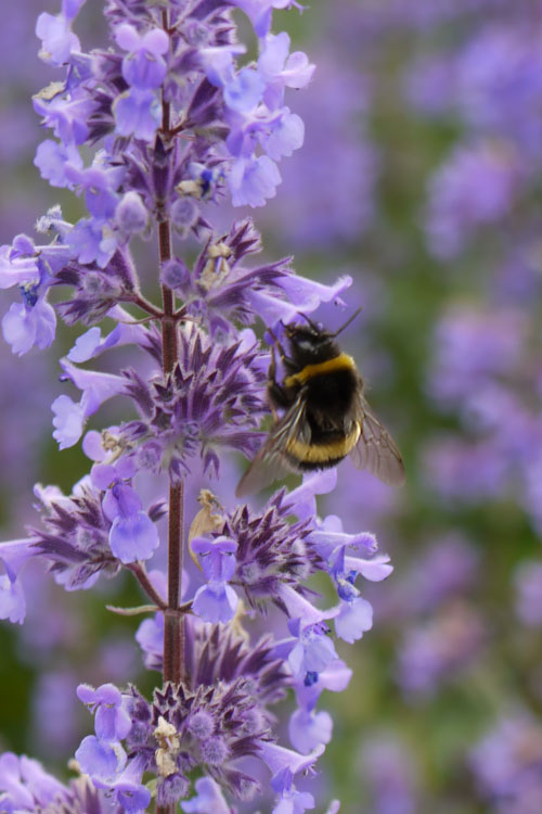  Summer Magic Catmint (Nepeta Grandiflora) - 6 Pack Of 1 Gallon Pots