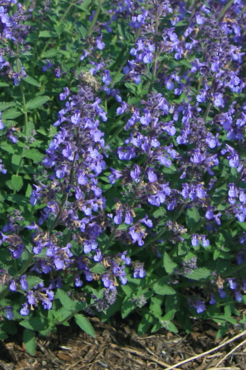  Junior Walker Catmint (Nepeta) - 5 Pack Of Quart Pots