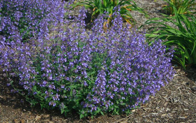  Junior Walker Catmint (Nepeta) - 5 Pack Of Quart Pots