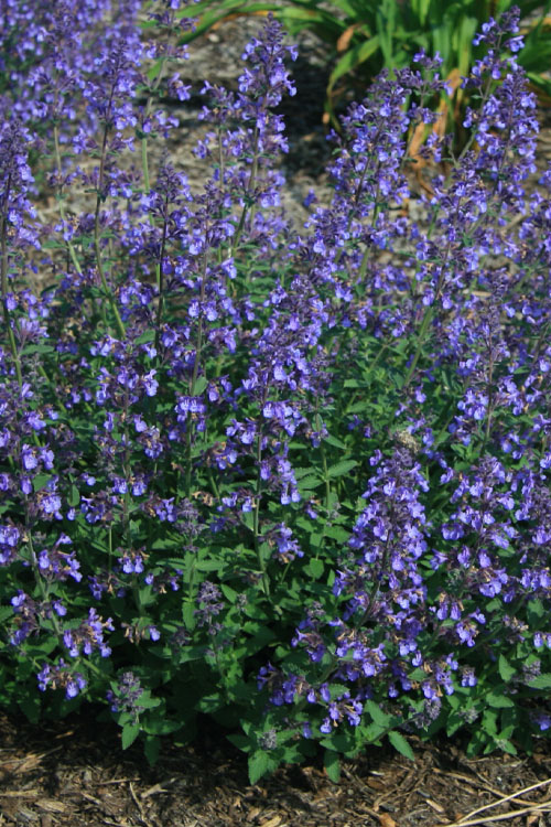  Junior Walker Catmint (Nepeta) - 5 Pack Of Quart Pots