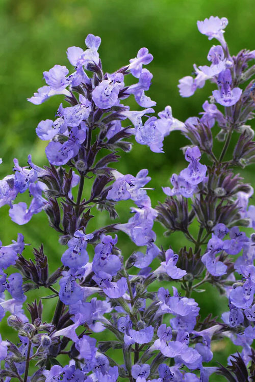  Junior Walker Catmint (Nepeta) - 5 Pack Of Quart Pots