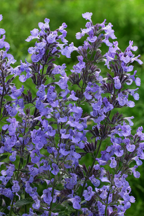  Junior Walker Catmint (Nepeta) - 5 Pack Of Quart Pots