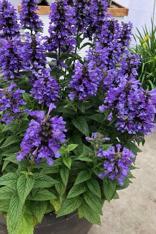  Neptune Catmint (Nepeta) - 1 Gallon Pot