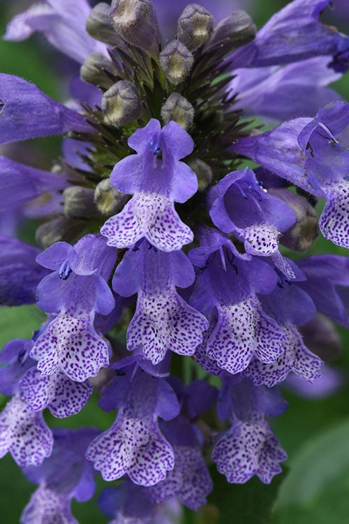  Blue Prelude Catmint (Nepeta) - 1 Gallon Pot